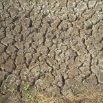 Russia's Heat Wave Wilts Crops, Nation